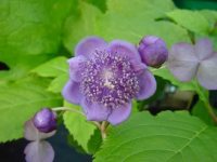 Waxy blue-purple flowers and soft green foliage.